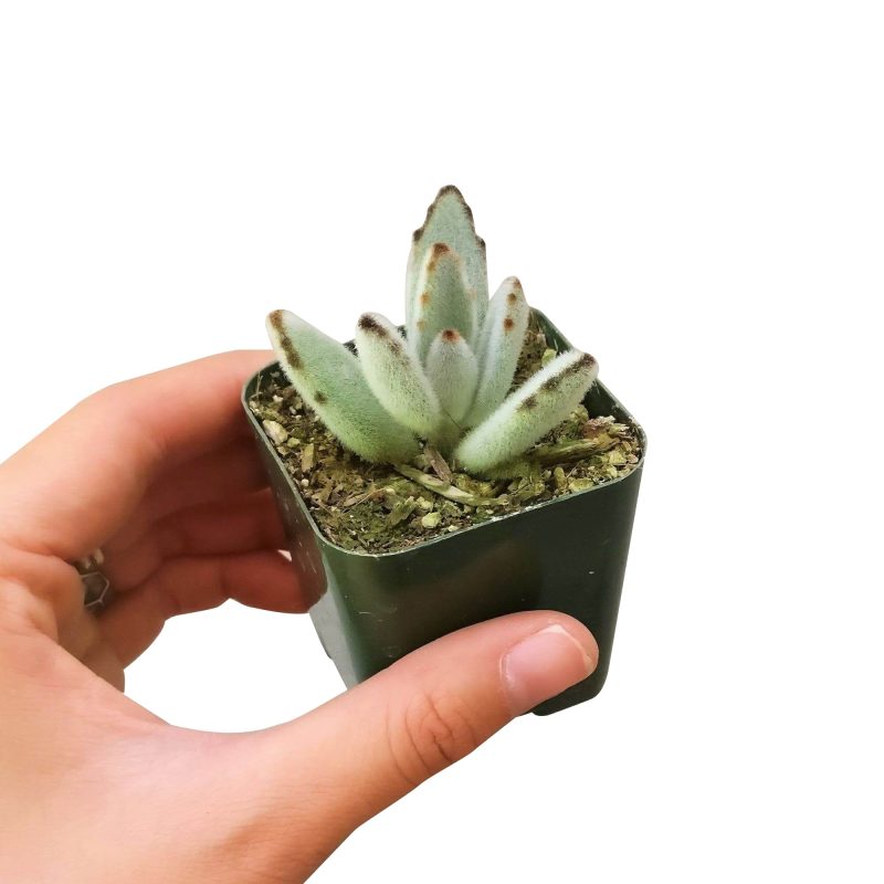 Kalanchoe Tomentosa for sale, succulent plant, cactus, succulent care guide, succulent care tips, Succulents, succulent care, monthly succulents, succulent subscription, Kalanchoe Tomentosa in California, How to grow Kalanchoe Tomentosa. indoor succulents.