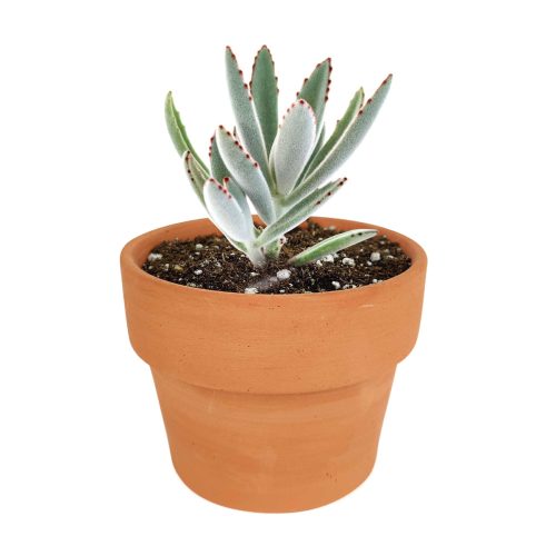 Kalanchoe Tomentosa for sale, succulent plant, cactus, succulent care guide, succulent care tips, Succulents, succulent care, monthly succulents, succulent subscription, Kalanchoe Tomentosa in California