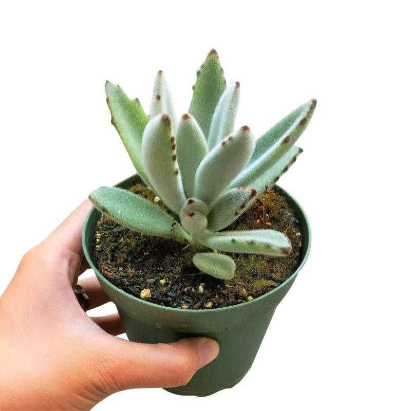 Kalanchoe Tomentosa for sale, succulent plant, cactus, succulent care guide, succulent care tips, Succulents, succulent care, monthly succulents, succulent subscription, Kalanchoe Tomentosa in California, How to grow Kalanchoe Tomentosa. indoor succulents.