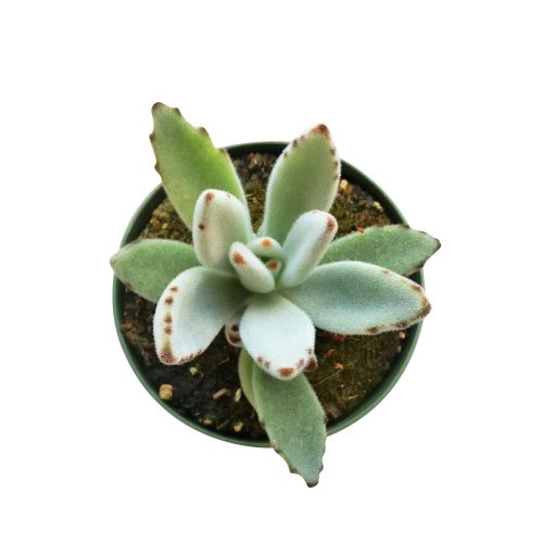 PANDAPLANTKALANCHOE5