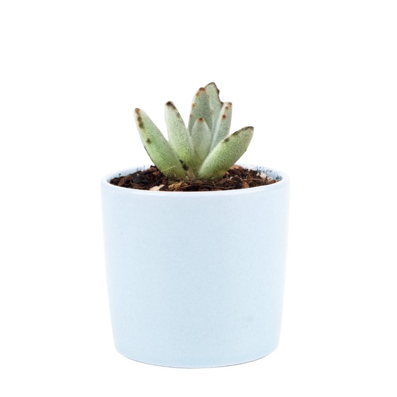 Kalanchoe Tomentosa for sale, succulent plant, cactus, succulent care guide, succulent care tips, Succulents, succulent care, monthly succulents, succulent subscription, Kalanchoe Tomentosa in California, How to grow Kalanchoe Tomentosa. indoor succulents