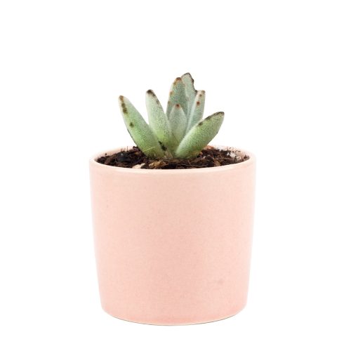 Kalanchoe Tomentosa for sale, succulent plant, cactus, succulent care guide, succulent care tips, Succulents, succulent care, monthly succulents, succulent subscription, Kalanchoe Tomentosa in California, How to grow Kalanchoe Tomentosa. indoor succulents