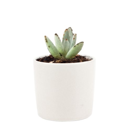 Kalanchoe Tomentosa for sale, succulent plant, cactus, succulent care guide, succulent care tips, Succulents, succulent care, monthly succulents, succulent subscription, Kalanchoe Tomentosa in California, How to grow Kalanchoe Tomentosa. indoor succulents