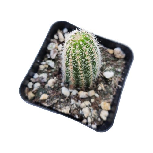 PEANUTCACTUSECHINOPSIS