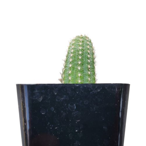 PEANUTCACTUSECHINOPSIS1