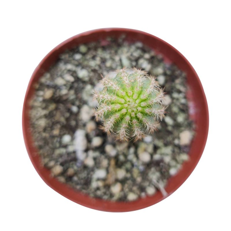 PEANUTCACTUSECHINOPSIS2