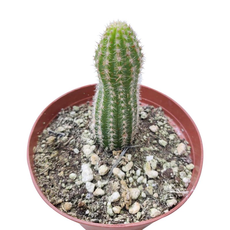 PEANUTCACTUSECHINOPSIS3