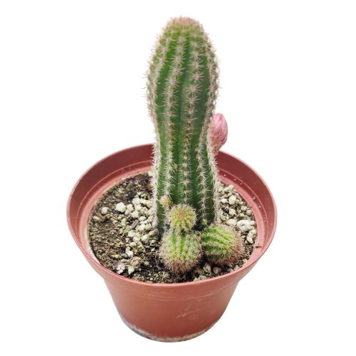 PEANUTCACTUSECHINOPSIS4