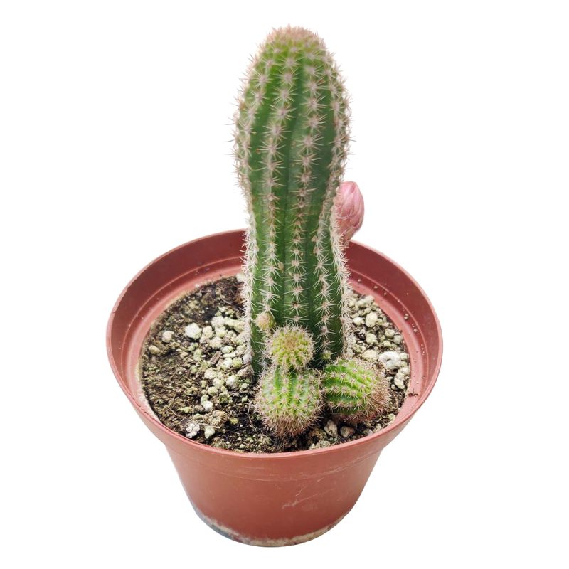 PEANUTCACTUSECHINOPSIS4