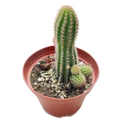 PEANUTCACTUSECHINOPSIS5