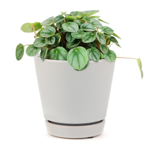 PEPEROMIA LITTLE TOSCANI2