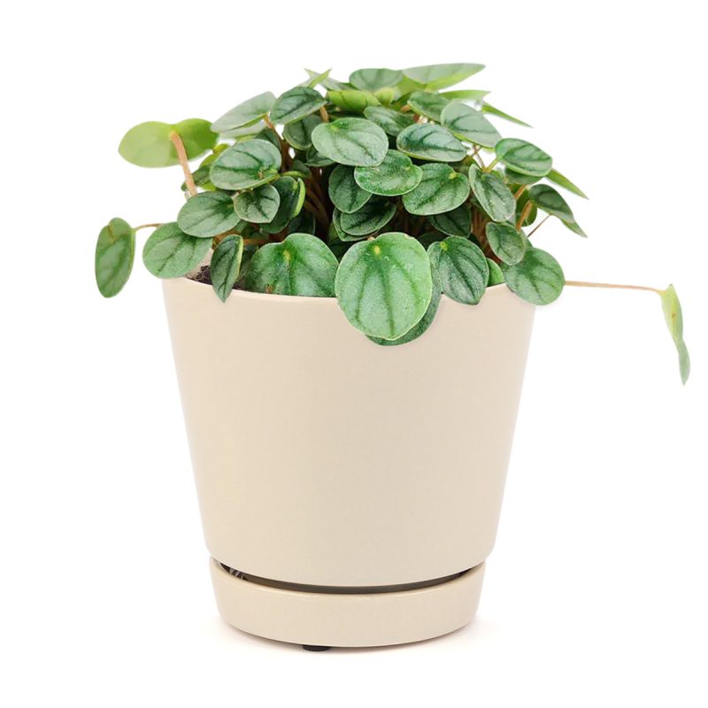 PEPEROMIA LITTLE TOSCANI3