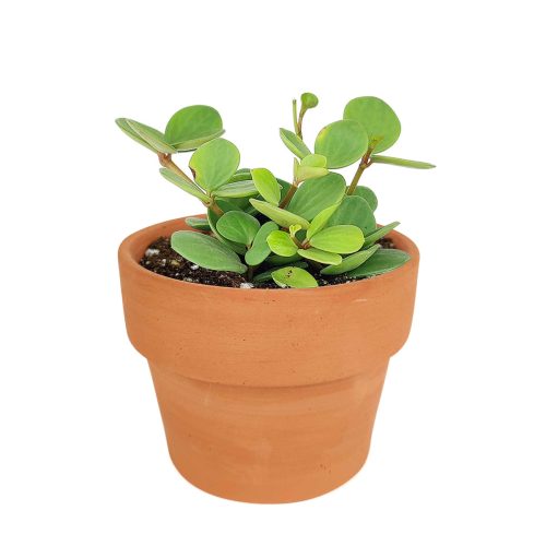 Peperomia Hope care guide, medium-light houseplant, houseplant for hanging baskets, light and watering requirement for Peperomia Hope, buy Peperomia Hope online