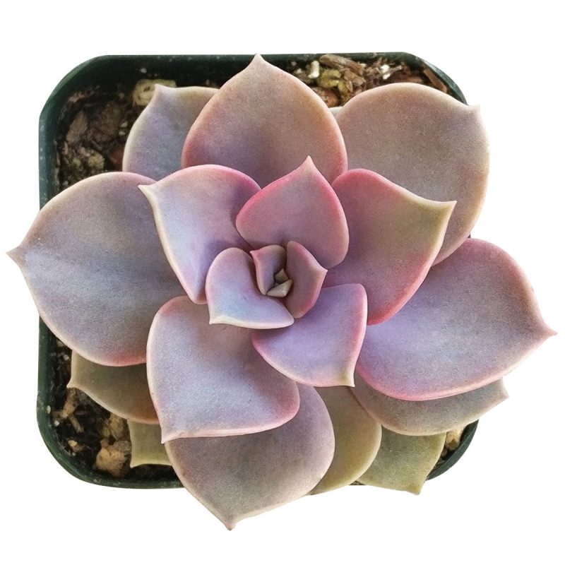 Echeveria perle von nurnberg, succulent subscription, succulents store in CA, succulent plant, indoor succulents, succulents shop in California, succulent care guide, succulent care, Echeveria Perle Von Nurnberg in California, How to grow Echeveria Perle Von Nurnberg, Echeveria for thanksgiving, How to care echeveria succulents for thanksgiving, echeveria, echeveria succulent, echeveria types, succulent echeveria, buy succulents online, succulent shop, succulent store, echeveria plant, indoor succulents