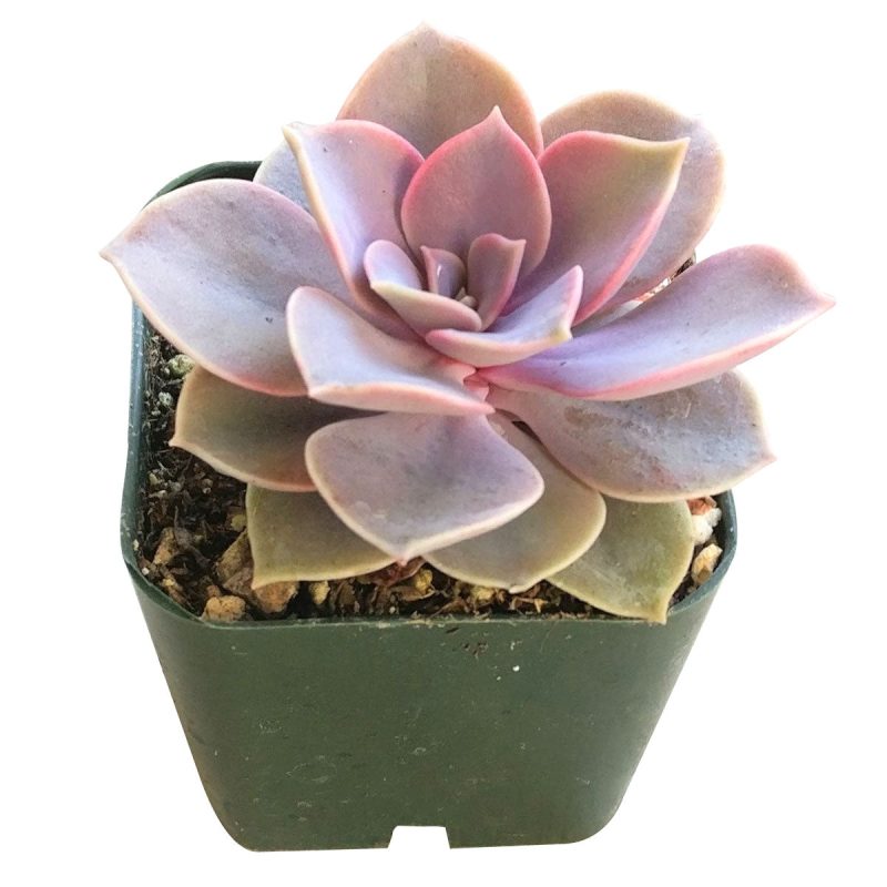 PERLE VON 2