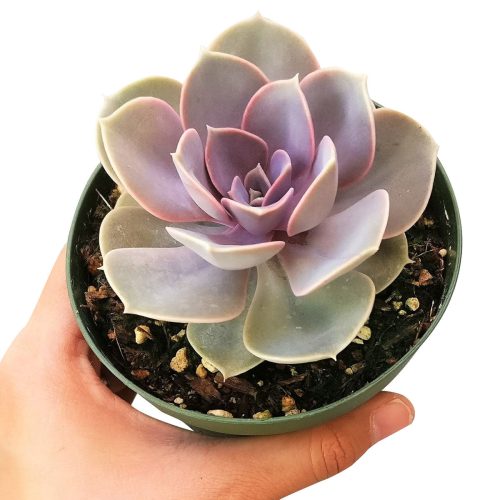 PERLE VON 4