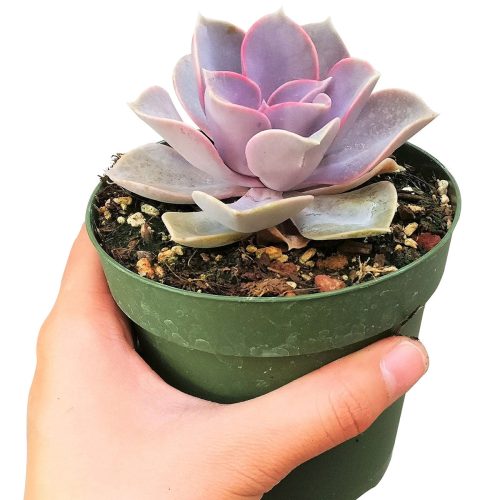 PERLE VON 5