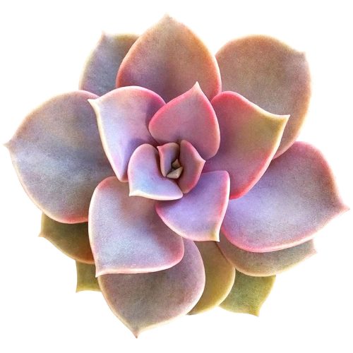 Echeveria perle von nurnberg, succulent subscription, succulents store in CA, succulent plant, indoor succulents, succulents shop in California, succulent care guide, succulent care, Echeveria Perle Von Nurnberg in California, How to grow Echeveria Perle Von Nurnberg, Echeveria for thanksgiving, How to care echeveria succulents for thanksgiving, echeveria, echeveria succulent, echeveria types, succulent echeveria, buy succulents online, succulent shop, succulent store, echeveria plant, indoor succulents