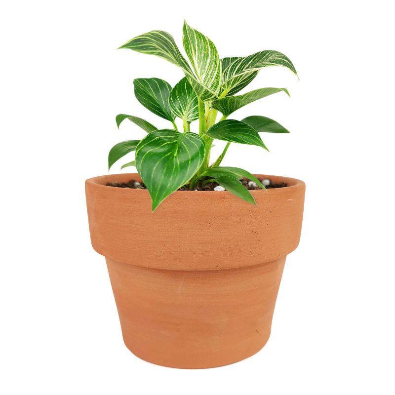 Philodendron Birkin, Philodendron ‘White Wave’, easy to care for plant, large foliage plants for home and office, how to care for Philodendron Birkin