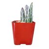 pickle plant, stapelia stemmed senecio, stapelioid kleinia, trailing jade, spider plant, inch worm, candle stick, candle plant, succulent box, succulent green, succulent planter, succulent nursery, growing succulent, live potted plant