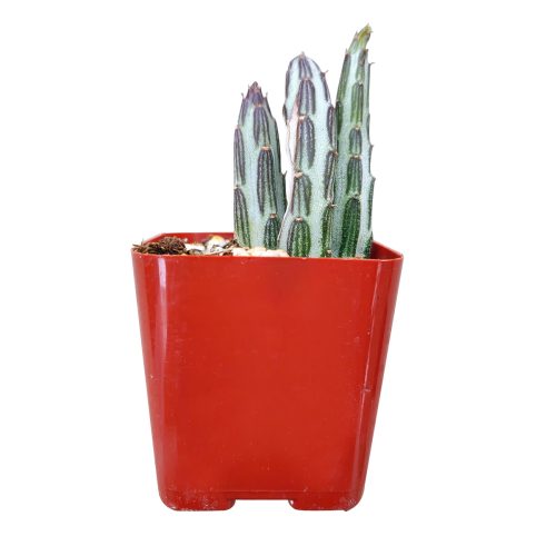 pickle plant, stapelia stemmed senecio, stapelioid kleinia, trailing jade, spider plant, inch worm, candle stick, candle plant, succulent box, succulent green, succulent planter, succulent nursery, growing succulent, live potted plant