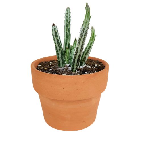 pickle plant, stapelia stemmed senecio, stapelioid kleinia, trailing jade, spider plant, inch worm, candle stick, candle plant, succulent box, succulent green