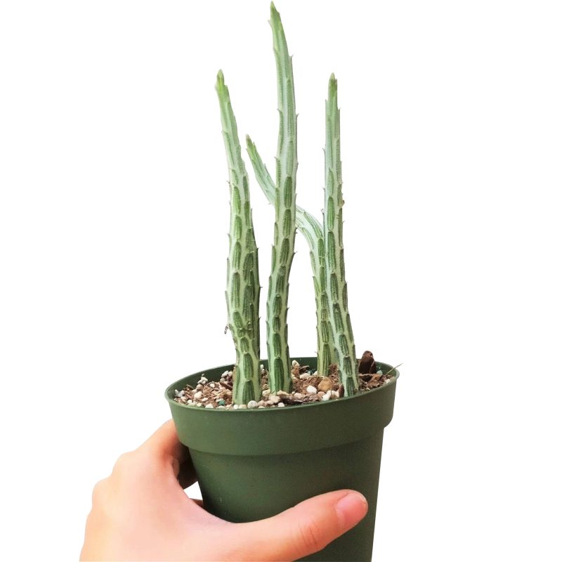 pickle plant, stapelia stemmed senecio, stapelioid kleinia, trailing jade, spider plant, inch worm, candle stick, candle plant, succulent box, succulent green, succulent planter, succulent nursery, growing succulent, live potted plant