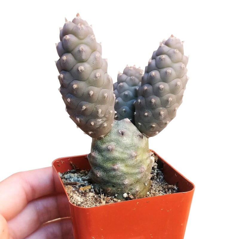 PINECONECACTUSTEPHROCACTUS