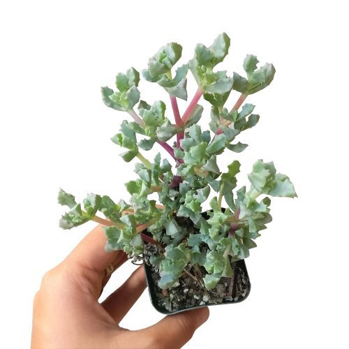 PINKICEPLANTSUCCULENT1