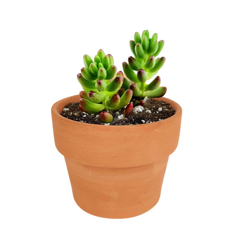 PINKJELLYBEANSEDUM1