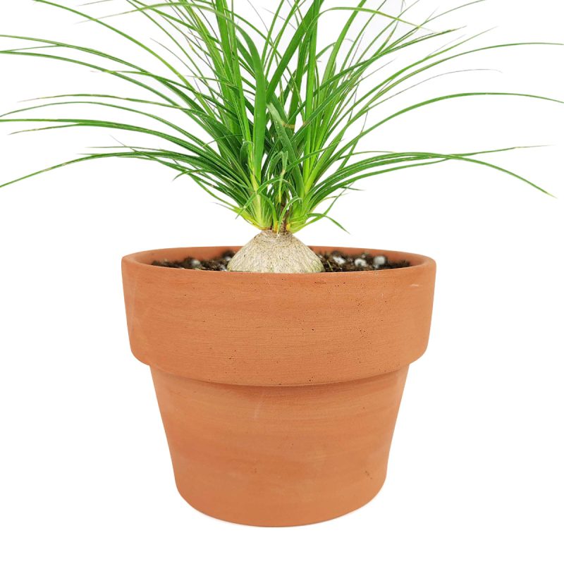 Ponytail Stump palm, Beaucarnea recurvata, succulent with palm-like foliage, easiest houseplant