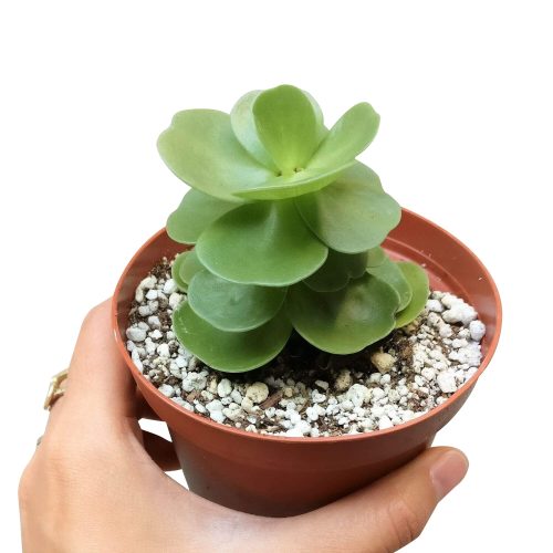 portulaca molokiniensis, 'ihi, succulent care, succulent subscription, cactus, Succulents shop near me, how to grow succulents, Rare succulents, indoor succulents, Succulents, portulaca molokiniensis in California, How to grow portulaca molokiniensis, rare succulents, rare succulents for sale, unique succulents, buy succulents online, rare succulent, succulent shop, unusual succulents, succulent store, succulents online