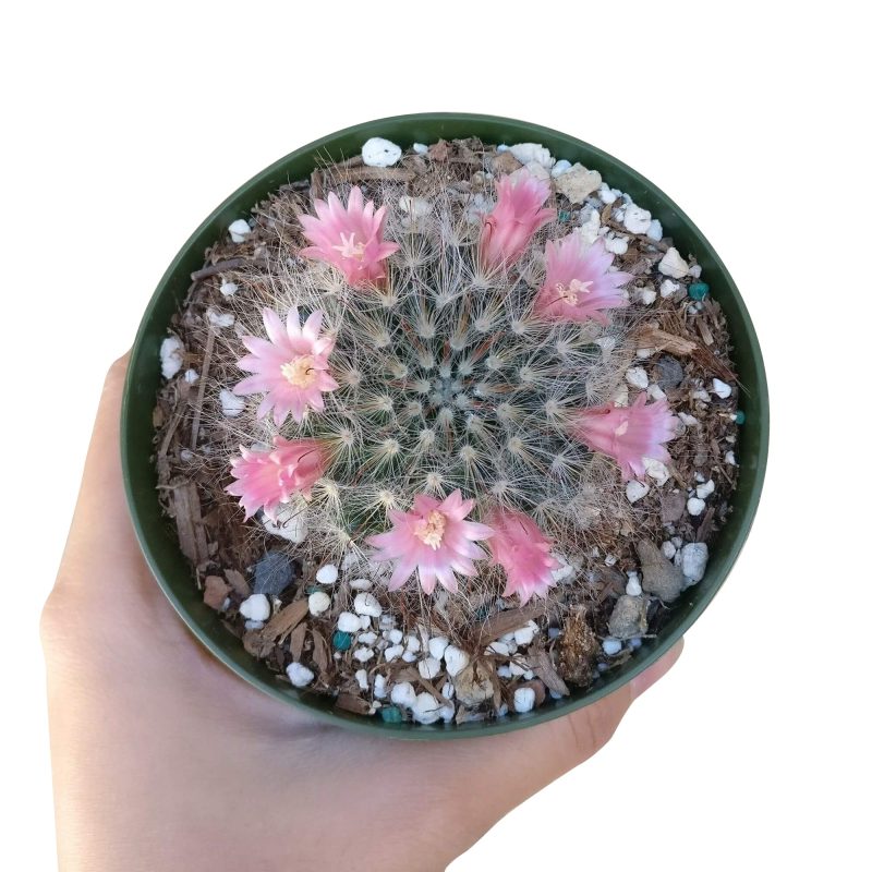 POWDERPUFFCACTUSMAMMILLARIA