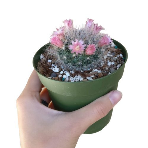 POWDERPUFFCACTUSMAMMILLARIA1