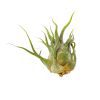 Pruinosa Fuzzy Wuzzy Air Plant & Care Guide, air plants subscription box monthly, air plants gift boxes, airplants decor ideas, How to grow Pruinosa indoor