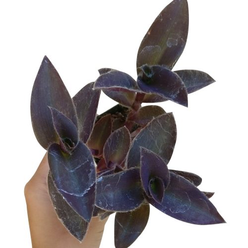 PURPLEHEARTTRADESCANTIAPALLIDA