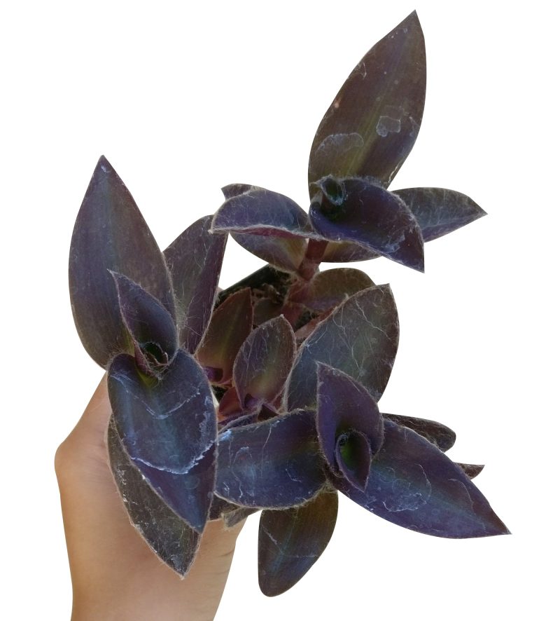 PURPLEHEARTTRADESCANTIAPALLIDA