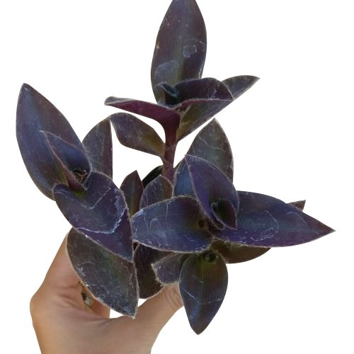 PURPLEHEARTTRADESCANTIAPALLIDA1