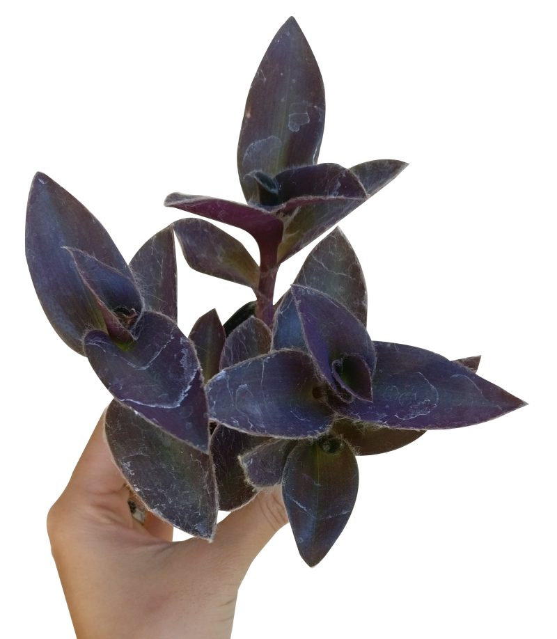 PURPLEHEARTTRADESCANTIAPALLIDA1