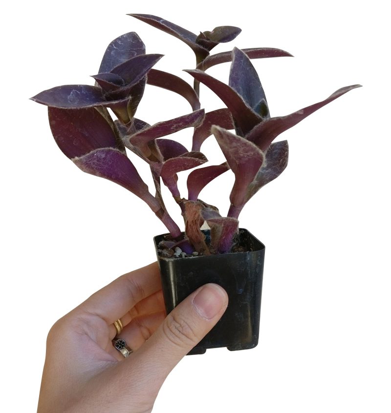 purple heart, tradescantia pallida, purple wandering jew, purple secret, purple heart spiderwort, purple succulent, growing succulent, purple plant, succulent care, cool garden ideas, how to grow succulents, succulents garden, tradescantia pallid in California, How to grow tradescantia pallid, rare succulents, rare succulents for sale, unique succulents, buy succulents online, rare succulent, unusual succulents, indoor succulents, wandering jew for sale, wandering jew, buy wandering jew