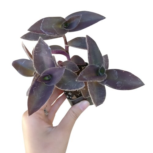 PURPLEHEARTTRADESCANTIAPALLIDA3