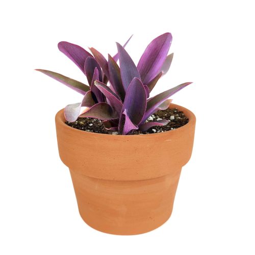 Purple Heart Tradescantia Pallida, easy to care houseplant, best indoor plant for home office decoration, purple heart plant, how to care for tradescantia pallida, care tips for growing Purple Heart Plants