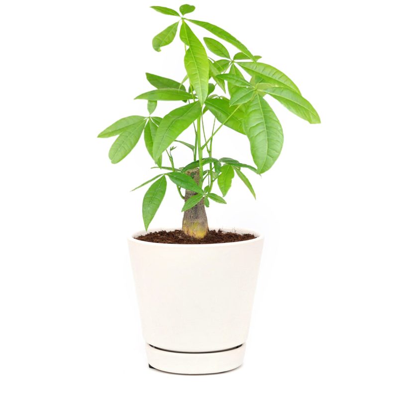 Feng Shui Tree, gift plant ideas, Pachira Stump Money Tree, money tree stump