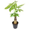 Pachira Stump Money Tree, money tree stump, Feng Shui Tree, gift plant ideas