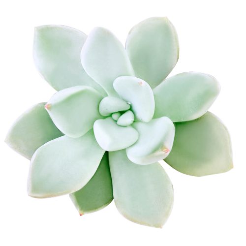 Pachyveria Haagei, Succulents shop near me, how to grow succulents, succulents garden, succulent plant, succulent subscription, cactus, succulents shop in California, succulent care, Pachyveria Haagei in California, How to grow Pachyveria Haagei, echeveria, echeveria succulent, echeveria types, succulent echeveria, buy succulents online, succulent shop, succulent store, echeveria plant