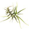 Tillandsia Paleacea air plant for sale, unique gift decor ideas, air plant subscription delivery monthly, Tillandsia Paleacea with air plant care guide, rare air plant