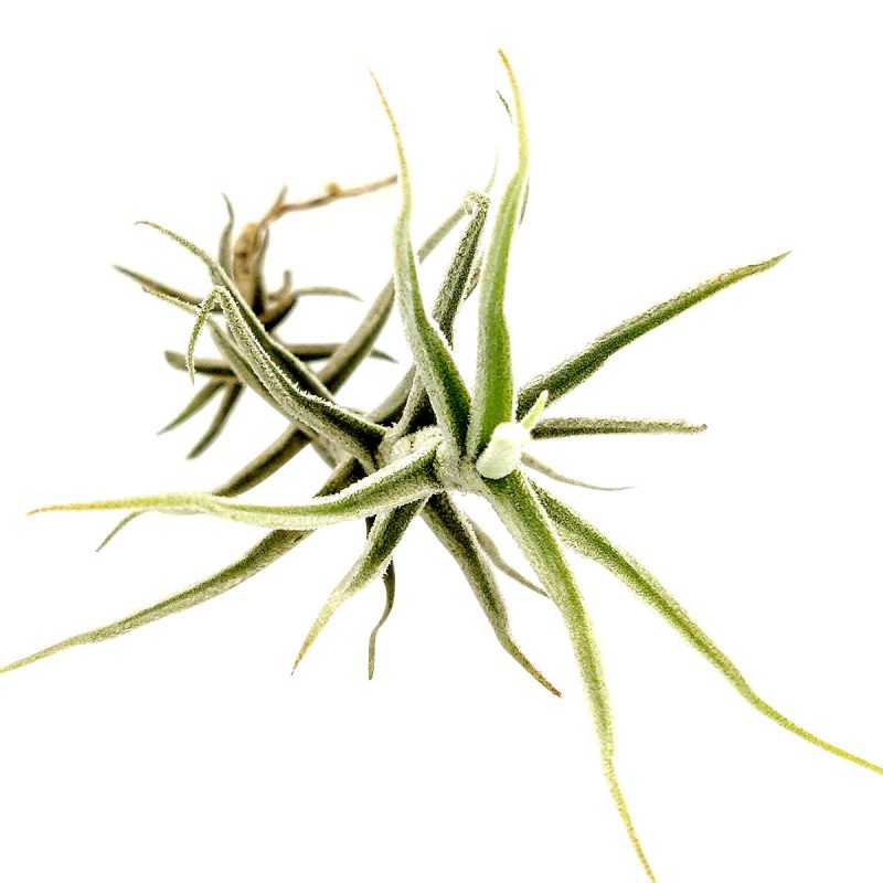 Tillandsia Paleacea air plant for sale, unique gift decor ideas, air plant subscription delivery monthly, Tillandsia Paleacea with air plant care guide, rare air plant