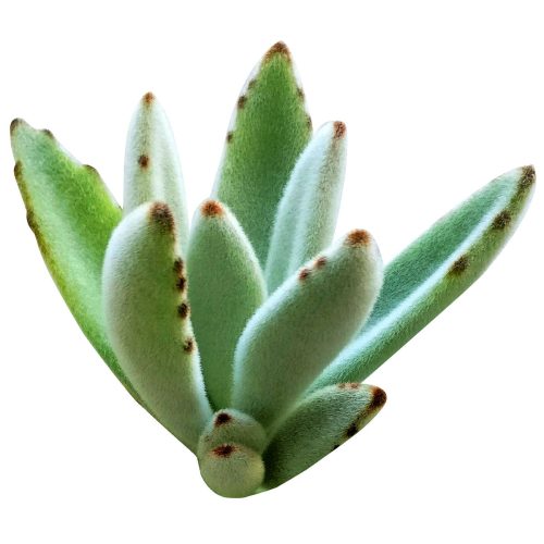 Kalanchoe Tomentosa for sale, succulent plant, cactus, succulent care guide, succulent care tips, Succulents, succulent care, monthly succulents, succulent subscription, Kalanchoe Tomentosa in California, How to grow Kalanchoe Tomentosa. indoor succulents.