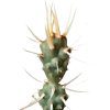 How to grow Paper spine cactus, indoor succulents, succulents garden, succulent subscription, monthly succulents, succulent care guide, succulent care tips, paper spine cactus in California,Succulents shop near me, how to grow succulents, succulents shop in California, Succulents, cactus, succulent plant, succulent care, succulents for sale, cactus, cactus succulent, succulent cactus, cacti, cactus and succulents, succulents box, succulent shop, buy succulents online