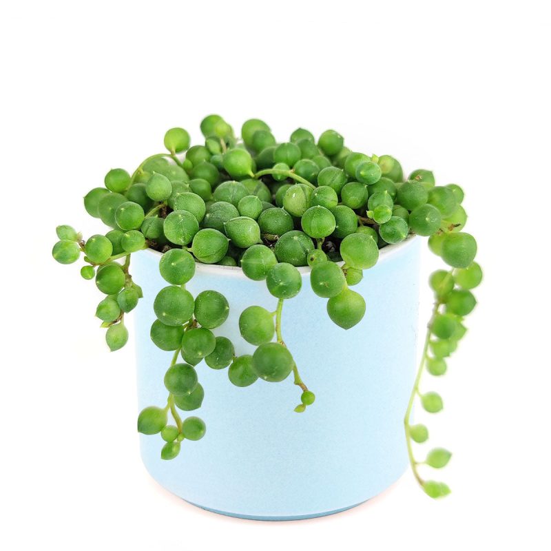 string of pearls pot for sale, String of pearls in blue ceramic pot, string of pearls pot ideas